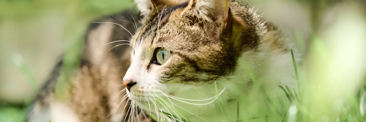 Beaphar vlooien en teken producten voor kat